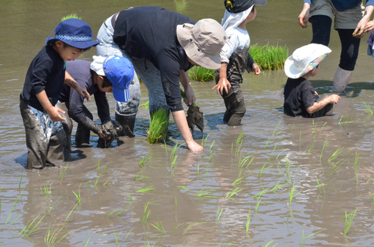 直島コメづくりプロジェクト連載 ―3<br>地域とともに
