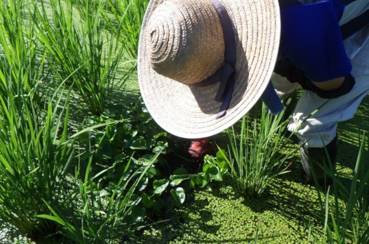 直島コメづくりプロジェクト―今私たちが感じること―