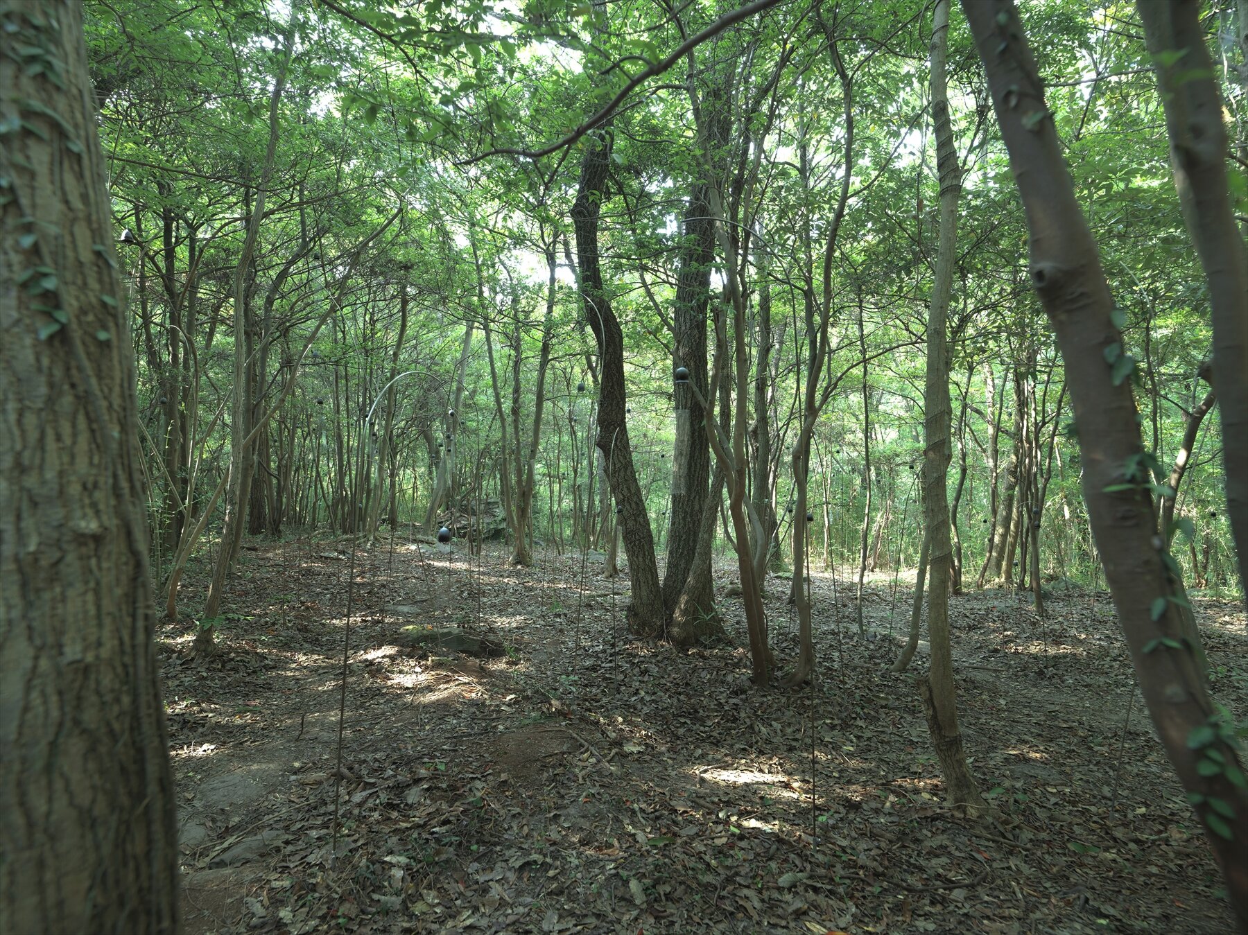 ささやきの森　全体像